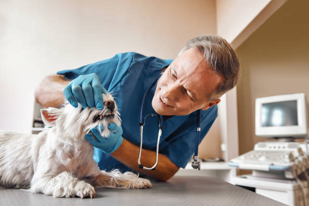 Best Emergency Dental Services for Seniors in Hampshire, IL